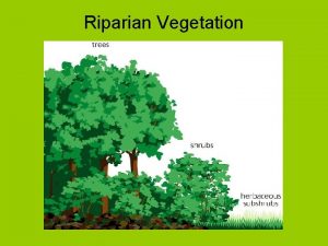 Riparian Vegetation Riparian Vegetation Benefits Roots prevent erosion