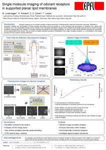 Single molecule imaging of odorant receptors in supported