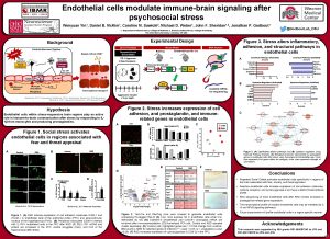 Endothelial cells modulate immunebrain signaling after psychosocial stress