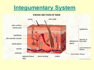 Integumentary System General Characteristics The integumentary system includes