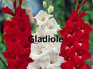 Gladiole Gladiolus Gladiole su lukoviaste trajnice iz porodice