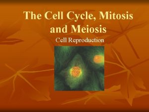 The Cell Cycle Mitosis and Meiosis Cell Reproduction