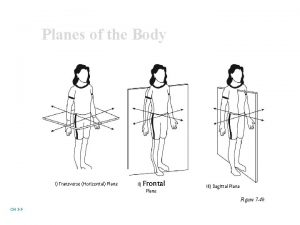 Planes of the Body i Transverse Horizontal Plane