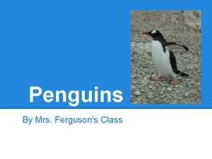 Penguins By Mrs Fergusons Class kyilee Penguins are