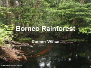 Borneo Rainforest Connor Wince Abiotic and Biotic Factors