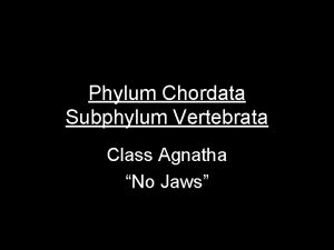 Phylum Chordata Subphylum Vertebrata Class Agnatha No Jaws