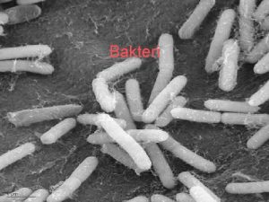 Bakteri Bakteri dari kata Latin bacterium jamak bacteria