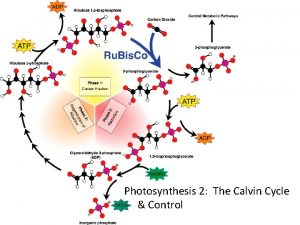 Photosynthesis 2 The Calvin Cycle Control Big Questions