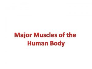 Major Muscles of the Human Body Muscles of