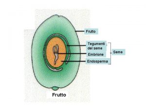 Frutto Tegumenti del seme Embrione Endosperma Frutto Seme