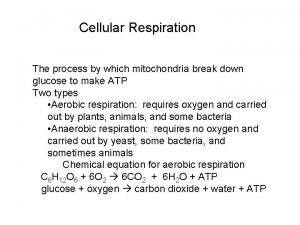 Cellular Respiration The process by which mitochondria break
