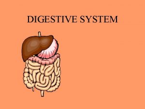 DIGESTIVE SYSTEM DIGESTION THE BREAK DOWN OF FOOD