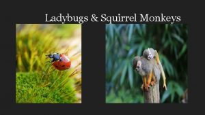 Ladybugs Squirrel Monkeys Ladybug Description A ladybug is
