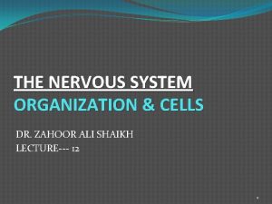 THE NERVOUS SYSTEM ORGANIZATION CELLS DR ZAHOOR ALI