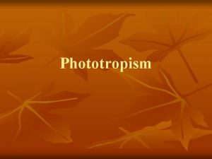 Phototropism Tropism n n Tropism a growth movement