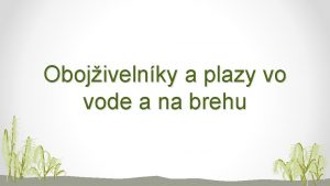 Obojivelnky a plazy vo vode a na brehu