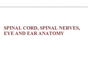 SPINAL CORD SPINAL NERVES EYE AND EAR ANATOMY